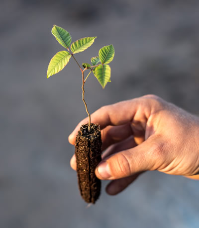 Ymbu Agroflorestal reforestation